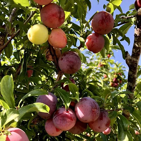 דירה Casa Martins Country 3 - Private Parking & Wifi *