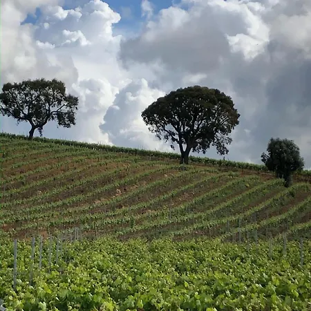 Casa Martins Country 3 - Private Parking & Wifi アパート