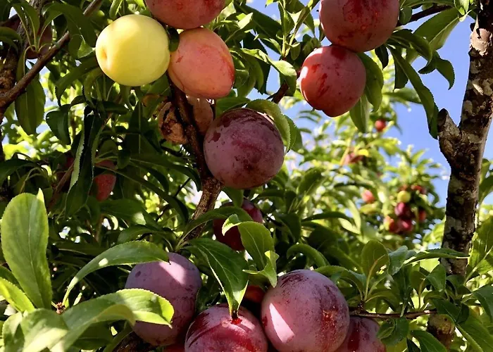 Appartement Casa Martins Country 3 - Private Parking & Wifi *